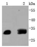 a02792 atf5 primary antiboties wb testing 1