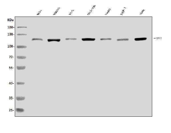 a02797 3 xrn2 primary antibodies wb testing 1