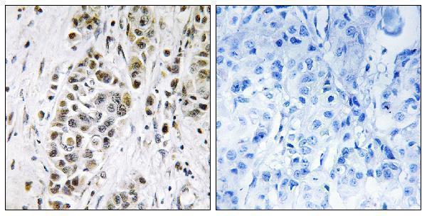 a02797 xrn2 primary antibodies ihc testing 1