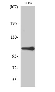 a02797 xrn2 primary antibodies wb testing 2