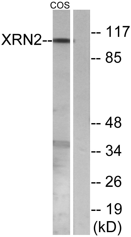 a02797 xrn2 primary antibodies wb testing 3