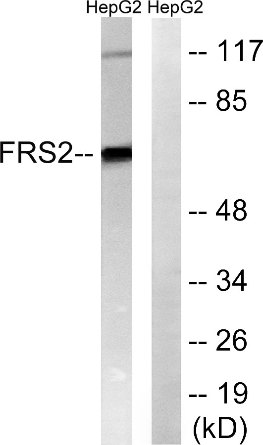 a02798 frs2 primary antibodies wb testing 1