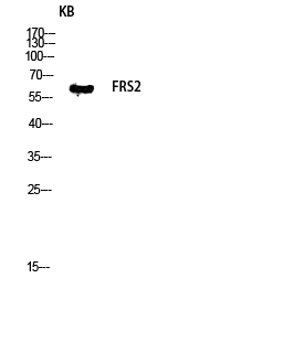 a02798 frs2 primary antibodies wb testing 3