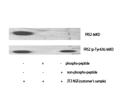Western Blot analysis of various cells using Phospho-FRS2 (Y436) Polyclonal Antibody