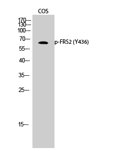 Western Blot analysis of COS cells using Phospho-FRS2 (Y436) Polyclonal Antibody