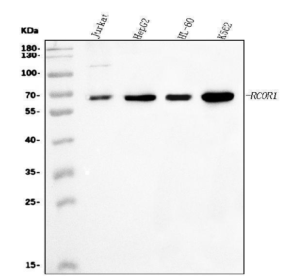 Western blot analysis of CoREST/RCOR1 using anti-CoREST/RCOR1 antibody (A02799-3)