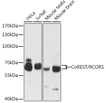 a02799 rcor1 primary antiboties wb testing 1