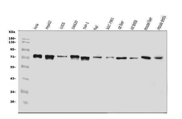 a02802 1 adamts5 primary antibodies wb testing 1