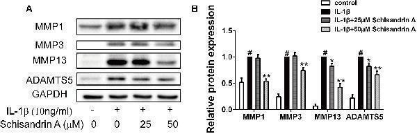a02802 1 fphar 10 00041 g003
