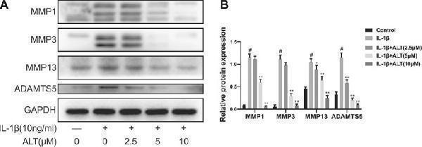 a02802 1 fphar 12 730312 g003