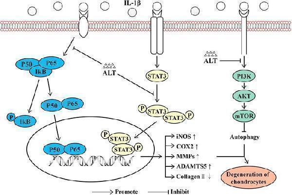 a02802 1 fphar 12 730312 g010