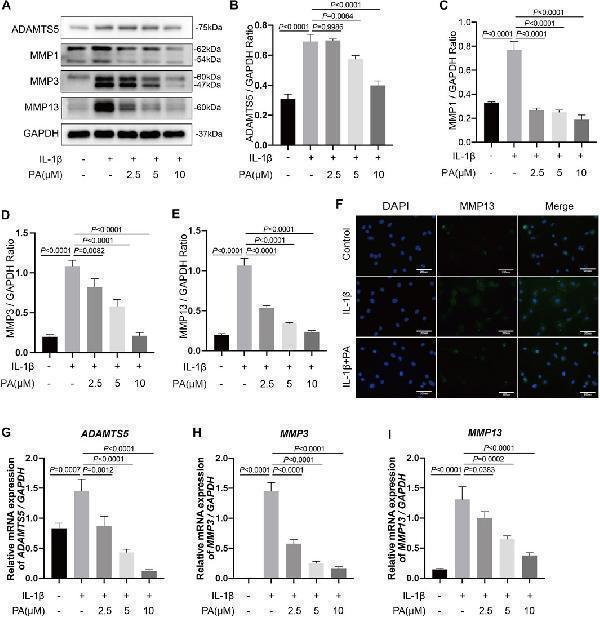 a02802 1 fphar 12 761922 g003