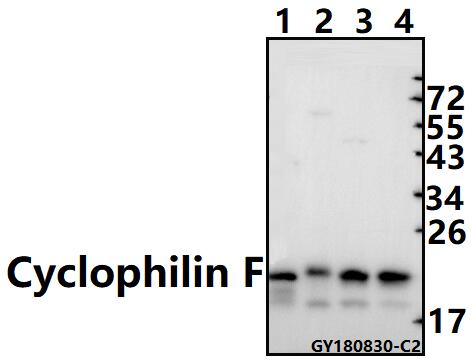 Western blot (WB) analysis of Cyclophilin F (Y121) pAb at 1:1000 dilution
Lane1:The Kidney tissue lysate of Mouse(40ug)
Lane2:The Testis tissue lysate of Rat(40ug)
Lane3:MCF-7 whole cell lysate(40ug)
Lane4:SK-OVCAR3 whole cell lysate(40ug)