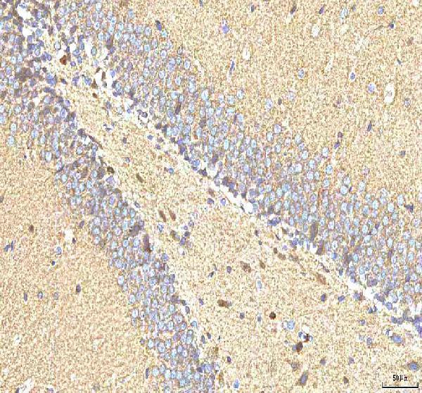 a02804 1 hcn2 primary antibodies ihc testing 4