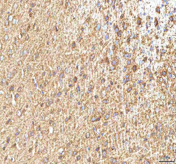 a02804 1 hcn2 primary antibodies ihc testing 6