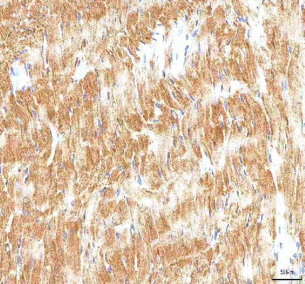 a02804 1 hcn2 primary antibodies ihc testing 8