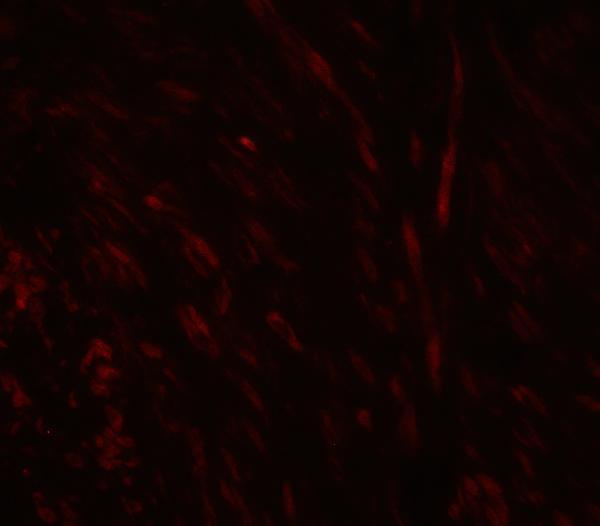 a02805 1 spib primary antibodies if testing 4