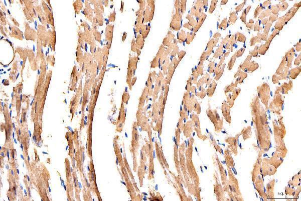 a02808 2 myh6 primary antibodies ihc testing 4
