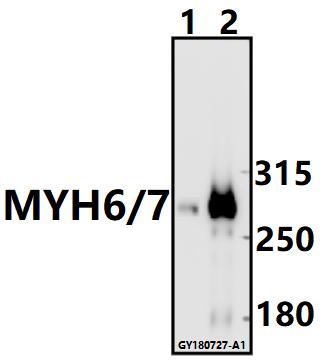 a02808 myh6 primary antiboties wb testing 1