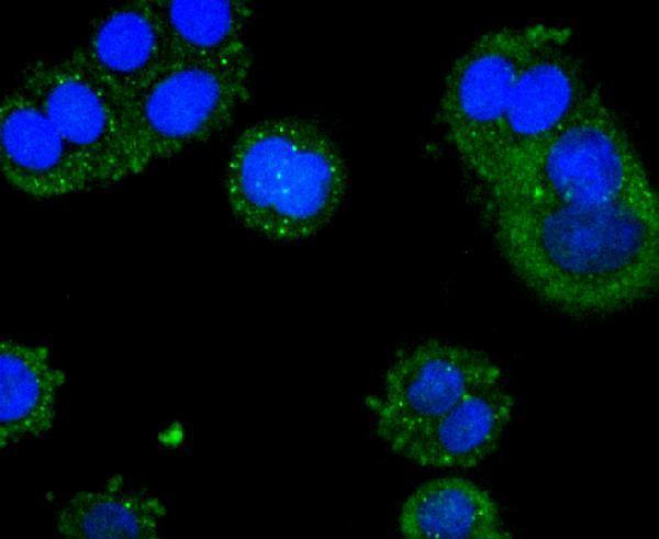 ICC staining Acetyl CoA synthetase in SW480 cells (green)