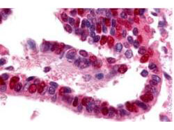 a02810 uba1 primary antibodies ihc testing 1