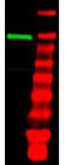 a02810 uba1 primary antibodies wb testing 2