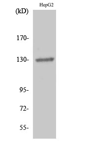 a02811 2 ephb1 primary antibodyes wb testing 2