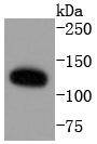 Western blot analysis of ERK5 on Hela cells lysates using anti-ERK5 antibody at 1/1,000 dilution