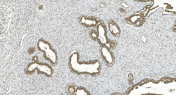 a02812 3 mapk7 primary antibodies ihc testing 2