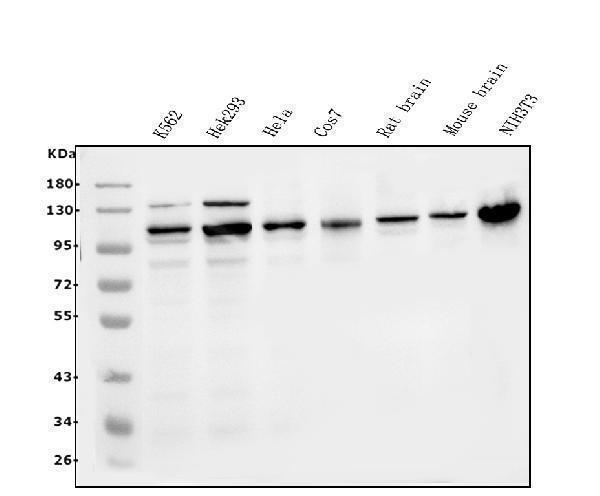 a02812 3 mapk7 primary antibodies wb testing 1