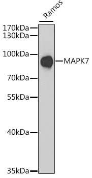 Immunohistochemistry of paraffin-embedded mouse lung using ERK5 Rabbit pAb  at dilution of 1:50 