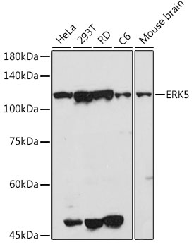 Western blot analysis of extracts of various cell lines, using ERK5 antibody  at 1:500 dilution