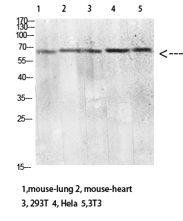a02814 clec4m primary antibodies wb testing 1