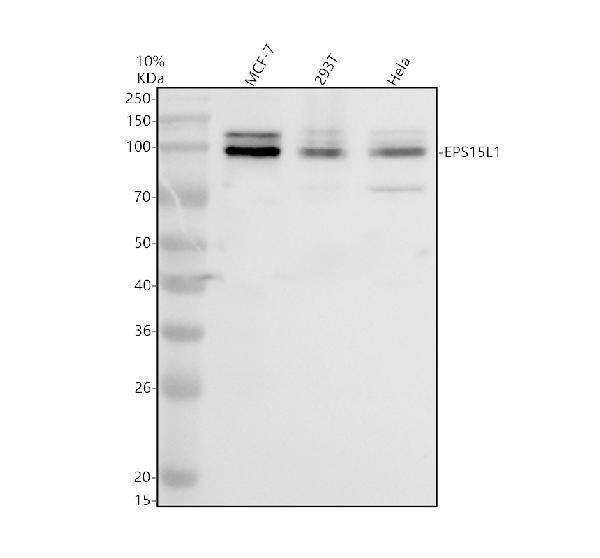 Western blot analysis of EPS15R/EPS15L1 using anti-EPS15R/EPS15L1 antibody (A02815-2)