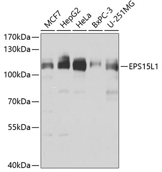 Western blot analysis of extracts of various cell lines, using EPS15L1 antibody  at 1:1000 dilution