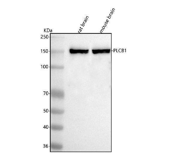 a02817 1 plcb1 primary antibodies wb testing 1