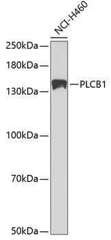 a02817 plcb1 primary antiboties wb testing 1