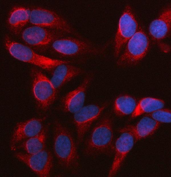 a02818 1 syne2 primary antibodies if testing 5