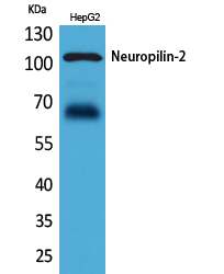 Western Blot analysis of HepG2 cells using Neuropilin-2 Polyclonal Antibody