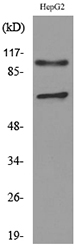Western blot analysis of lysate from HepG2 cells, using NRP2 Antibody
