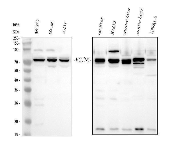 a02821 3 vtcn1 primary antibodies wb testing 1