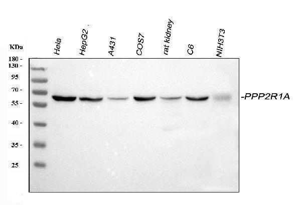 a02822 2 ppp2r1a primary antibodies wb testing 1_1