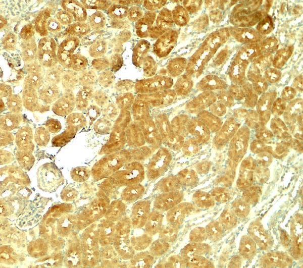Immunohistochemistry of SMURF1 in rat kidney tissue with SMURF1 antibody at 5 μg/ml