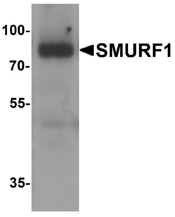 Western blot analysis of SMURF1 in 293 cell lysate with SMURF1 antibody at 1 μg/ml