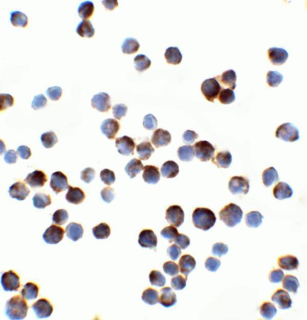a02824 il1rap primary antibodies icc testing 2_1