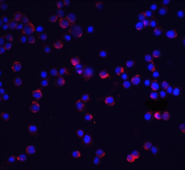 a02824 il1rap primary antibodies if testing 3_1