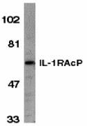 Western blot analysis of IL-1RAcP in HeLa whole cell lysate with IL-1RAcP antibody at 1 μg/mL