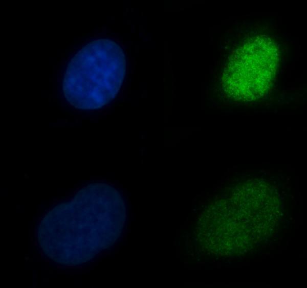 a02825 1 cbr1 primary antibodies if testing 8