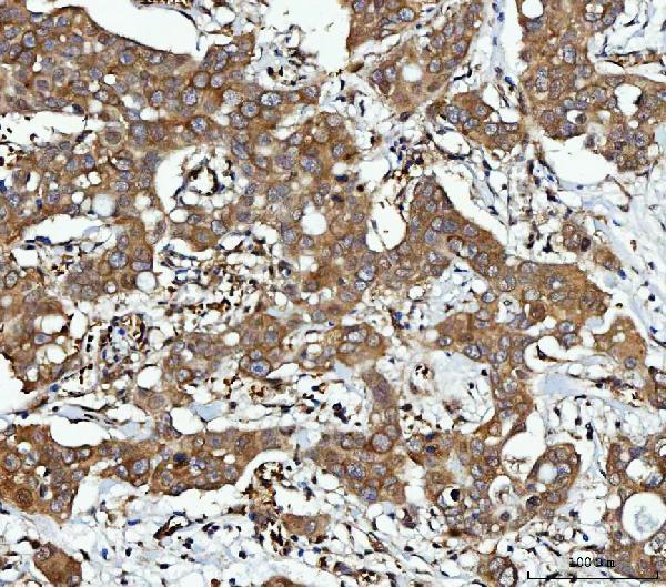 a02825 1 cbr1 primary antibodies ihc testing 2_1
