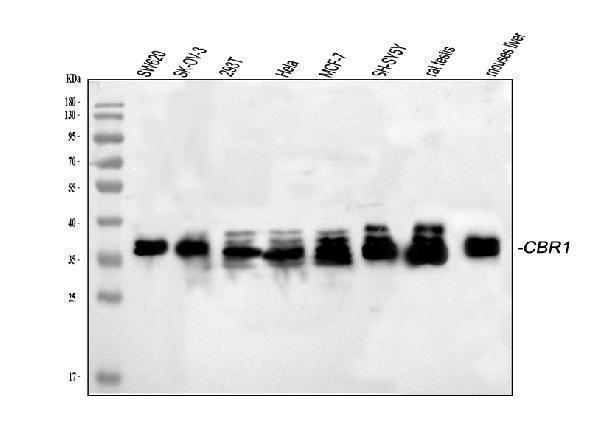 a02825 1 cbr1 primary antibodies wb testing 1_1